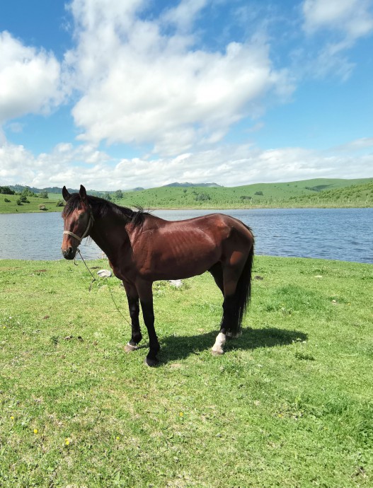 Лошадь на озере